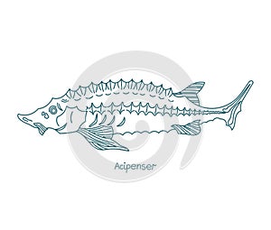 Acipenser is a genus of sturgeons. Vector contour. Open paths. Editable stroke. Custom line thickness. photo