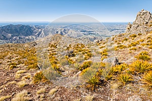 Aciphylla colensoi - giant speargrass plants growing on arid slopes of Wither Hills above Awatere Valley in Ne