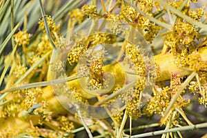 Aciphylla ferox - Fierce Speargrass