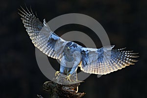 Aciton wildlife scene from forest, with bird. Goshawk, flying bird of prey with open wings with evening sun back light, nature for photo