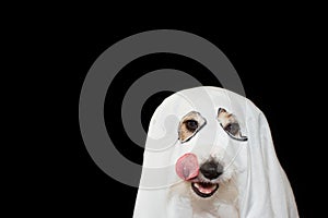 ACK RUSSELL DOG HALLOWEEN GHOST COSTUME PARTY. LINKING WITH TONGUE NOSE ISOLATED AGAINTS BLACK BACKGROUND
