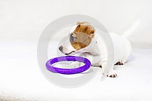 ack Russell puppy plays with a purple circle on the sofa.