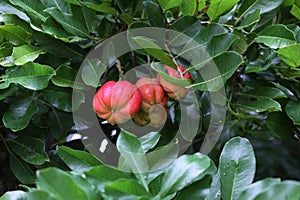 Ackee Fruit
