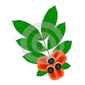 Ackee fruit with leaves isolated on white background.