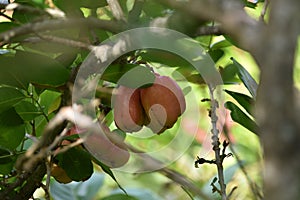 Ackee Fruits Hanging From An Ackee Tree