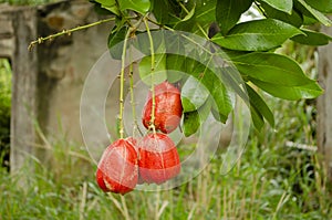 Ackee With Raindrops On Fruits And Leaves