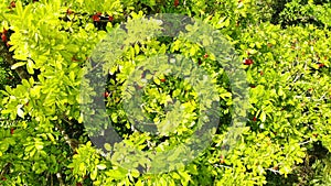 Ackee tree in the Caribbean