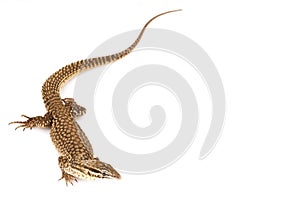 Ackie Monitor Lizard (Varanus acanthuras)