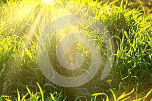 Acklit grass in summer day
