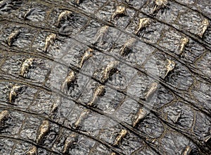 AClose up view of an American Alligator Armored Hide