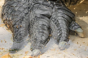 AClose up view of an American Alligator Claw.