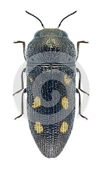 Acmaeodera bipunctata bipunctata