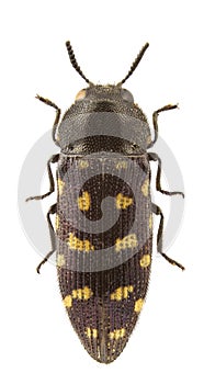 Acmaeodera degener