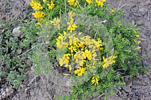 Acmispon glaber, also known as Lotus scoparius, Common deerweed, Deervetch, California broom