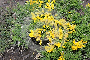 Acmispon glaber, also known as Lotus scoparius, Common deerweed, Deervetch, California broom