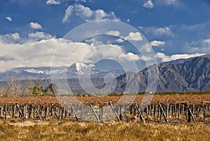 Aconcagua and Vineyard