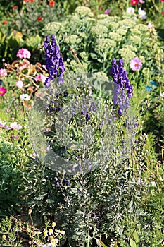 Aconite or Aconitum napellus with blue flowers. General view of flowering plant