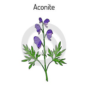 Aconite Aconitum napellus , flowering plant