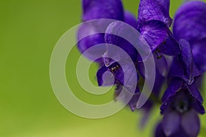 Aconite flower on a green background.