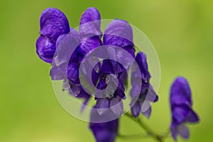 Aconite flower on a green background.