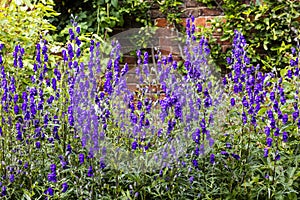 Aconite flowers in a garden.