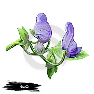 Aconite monkshood, wolfsbane, aconitum digital art illustration. Aconitum leopards bane, mousebane, womens bane, devils