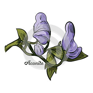 Aconite monkshood, wolfsbane, aconitum vector illustration. Aconitum leopards bane, mousebane, womens bane, devils helmet, queen