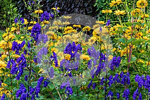 Aconite or wolfsbanewith blue flowers on a yellow and burgundy background