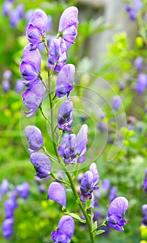 Aconitum