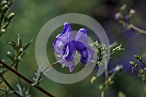 Aconitum