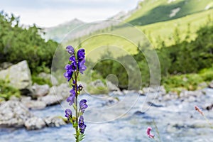 Aconitum, aconite, monkshood.