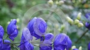 Aconitum. Blue beatuful flower in the garden