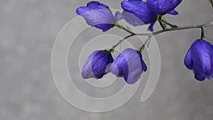 Aconitum. Blue beatuful flower in the garden