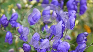 Aconitum. Blue beatuful flower in the garden