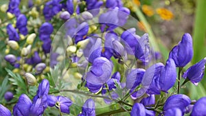 Aconitum. Blue beatuful flower in the garden