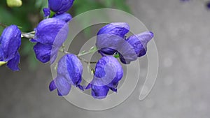 Aconitum. Blue beatuful flower in the garden