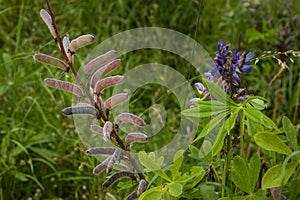 Aconitum cammarum, aconite, April with seeds in pods