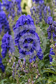 Aconitum carmichaelii