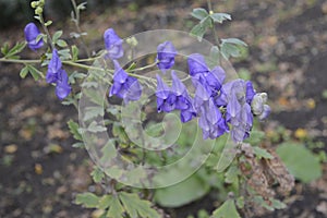 Aconitum carmichaelii with beautiful blue flowers