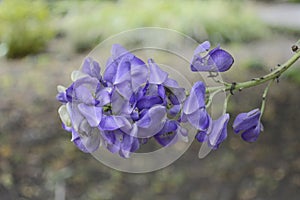 Aconitum carmichaelii with beautiful blue flowers