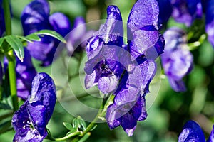 Aconitum, commonly known as aconite, monasticism, wolf wolf, leopard curse, mouse, female curse, devil`s helmet, queen of poisons