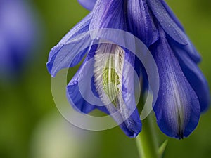 Aconitum flower, flower photography, wide open, close up photo, 4K, high detail