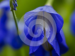 Aconitum flower, flower photography, wide open, close up photo, 4K, high detail