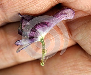 Aconitum laeve, Grape-Leaved Monkshood, perennial herb of Himalayas