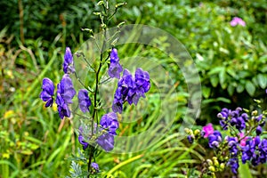 Aconitum or monkshood flower