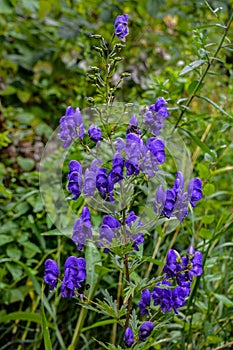 Aconitum or monkshood flower