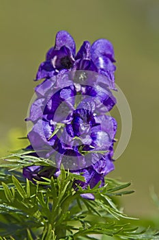 Aconitum napellus