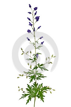 Aconitum napellus flower