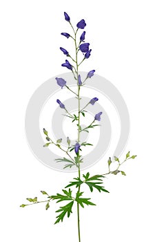 Aconitum napellus flower