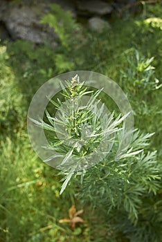 Aconitum napellus fresh leaves and flower